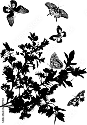 cherry tree flowers and five butterflies