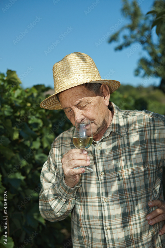 Senior vintner testing wine Senior vintner testing wine