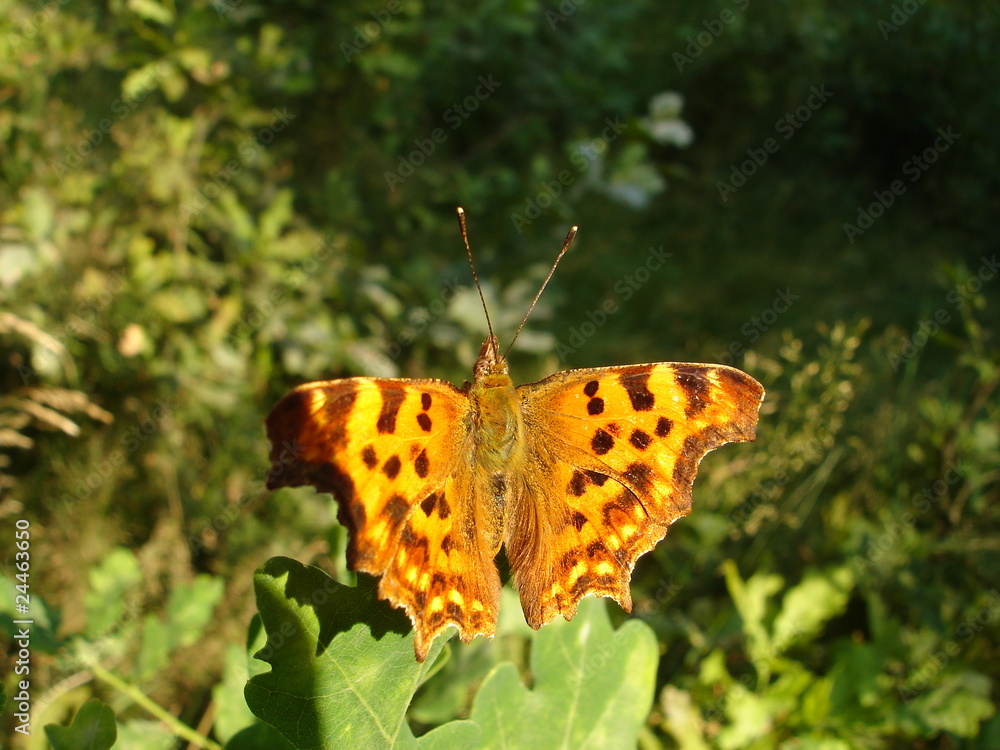 Obraz premium C-Falter