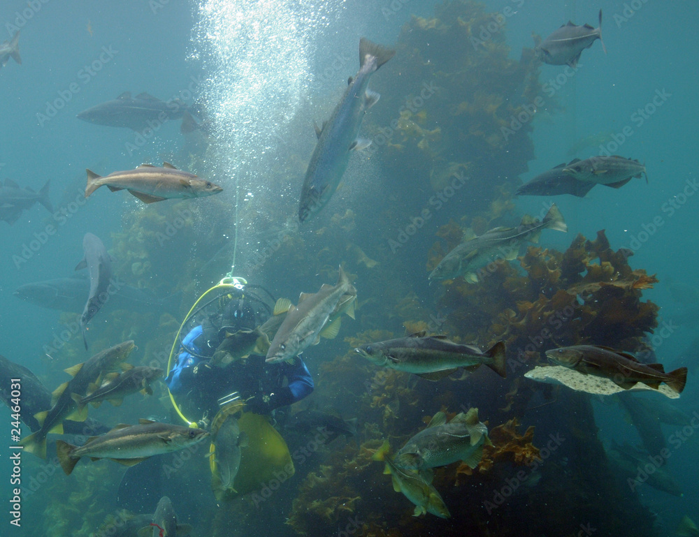 Fototapeta premium Diver feeding fish, Atlantic Sea Park, Norway