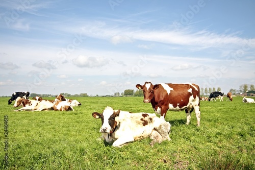 Cows in the fields from the Netherlands in springtime
