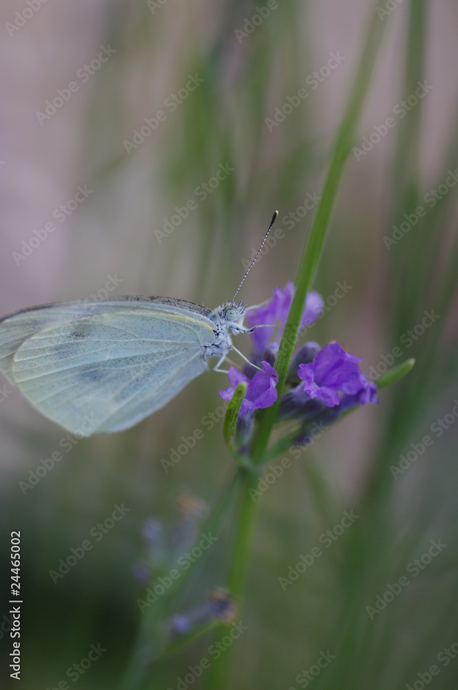 Naklejka premium モンシロチョウとラベンダー －Pieris rapae－