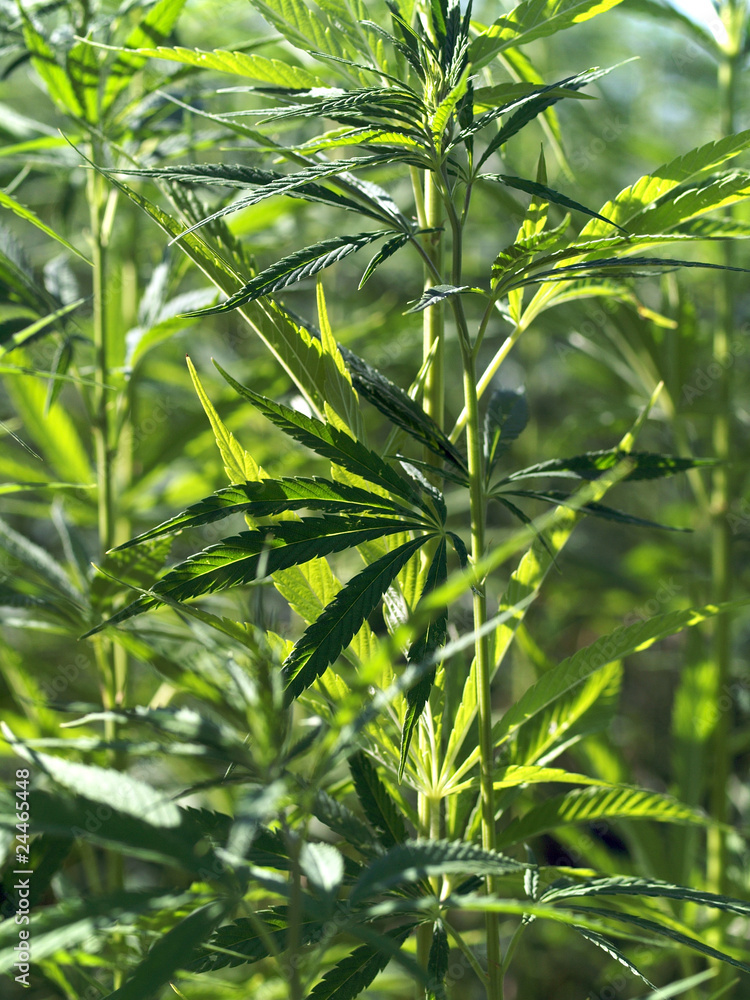 Obraz premium Industriehanf