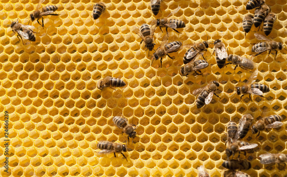 bees bees