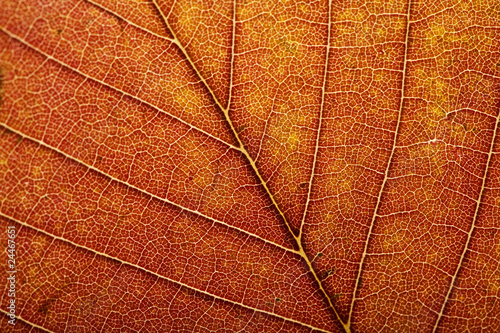 macro of autumn leaf