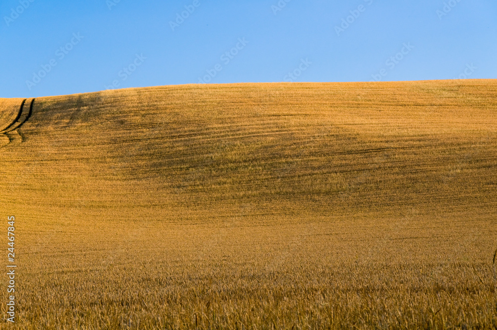Hügelige Getreidefelder