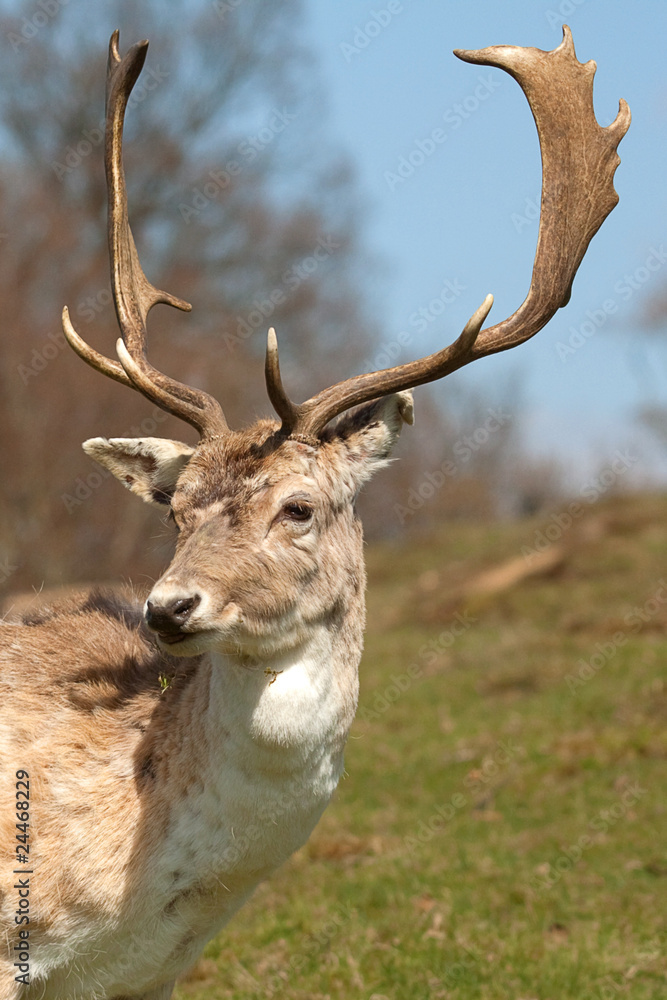 Fototapeta premium stag 7799