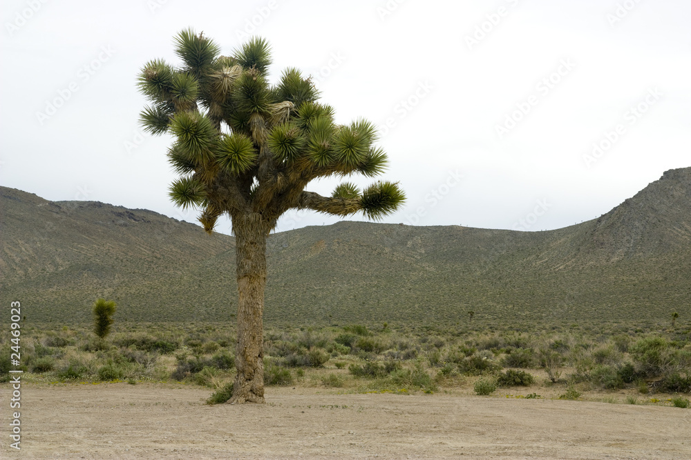 Joshua tree in california
