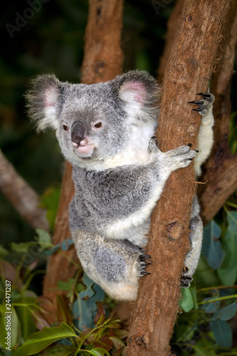 Fototapeta Naklejka Na Ścianę i Meble -  Koalabär