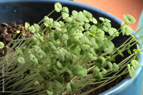 Chia plant 2