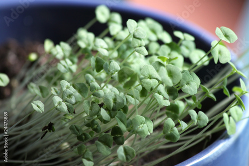 Chia plant 1