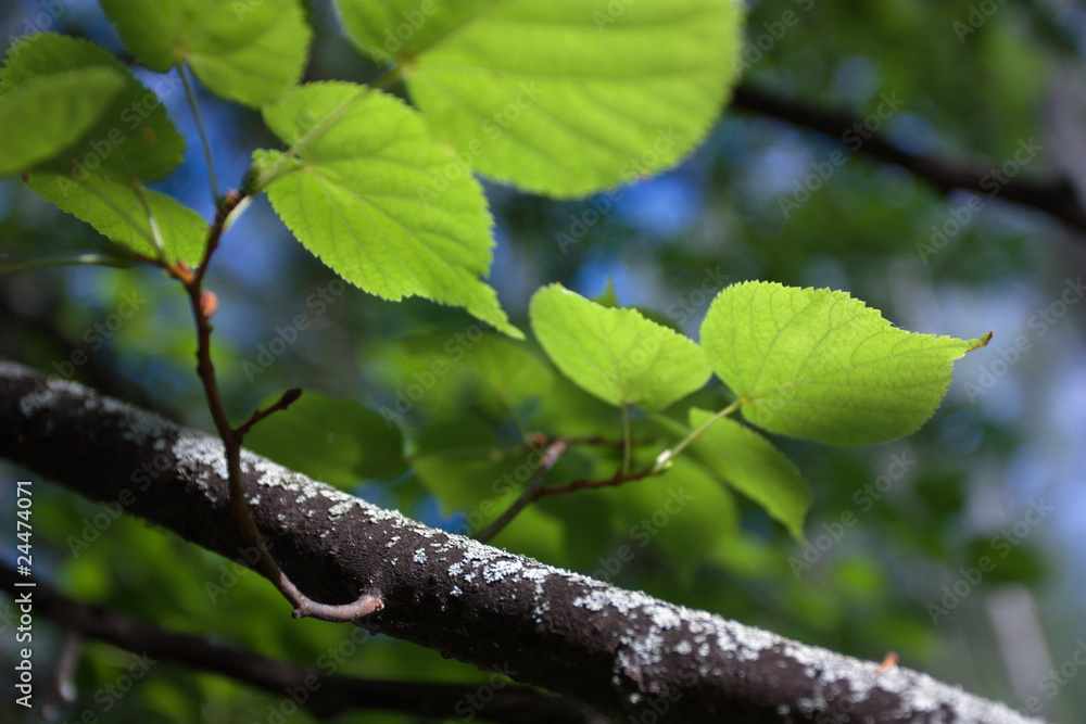 Obraz premium Foliage