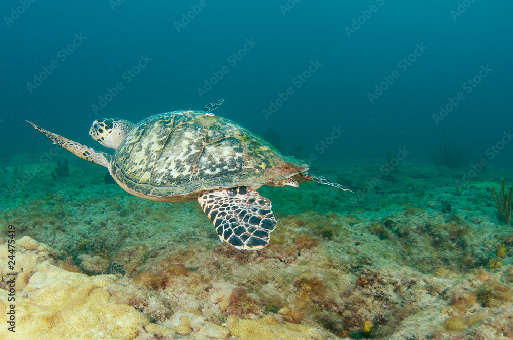 Fototapeta premium Hawksbill Sea Turtle-Eretmochelys imbriocota on a reef.