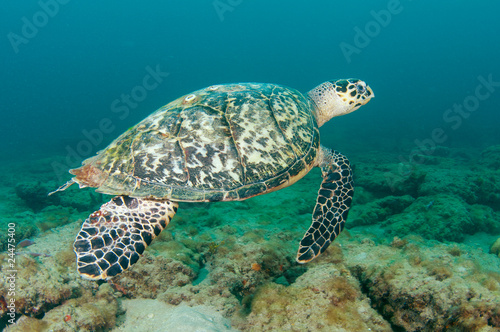 Hawksbill Sea Turtle-Eretmochelys imbriocota on a reef. © pipehorse