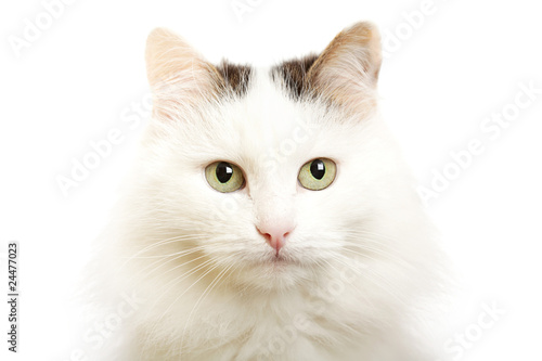 Cat--turkish van breed