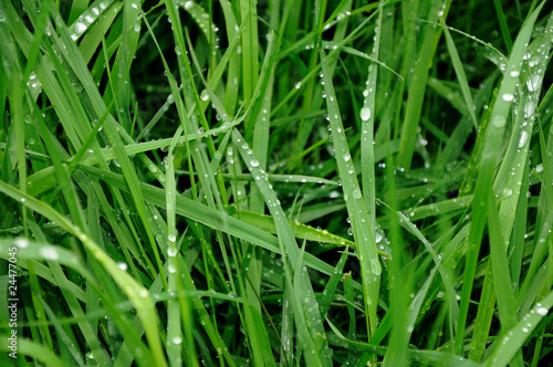 morning dew at grass