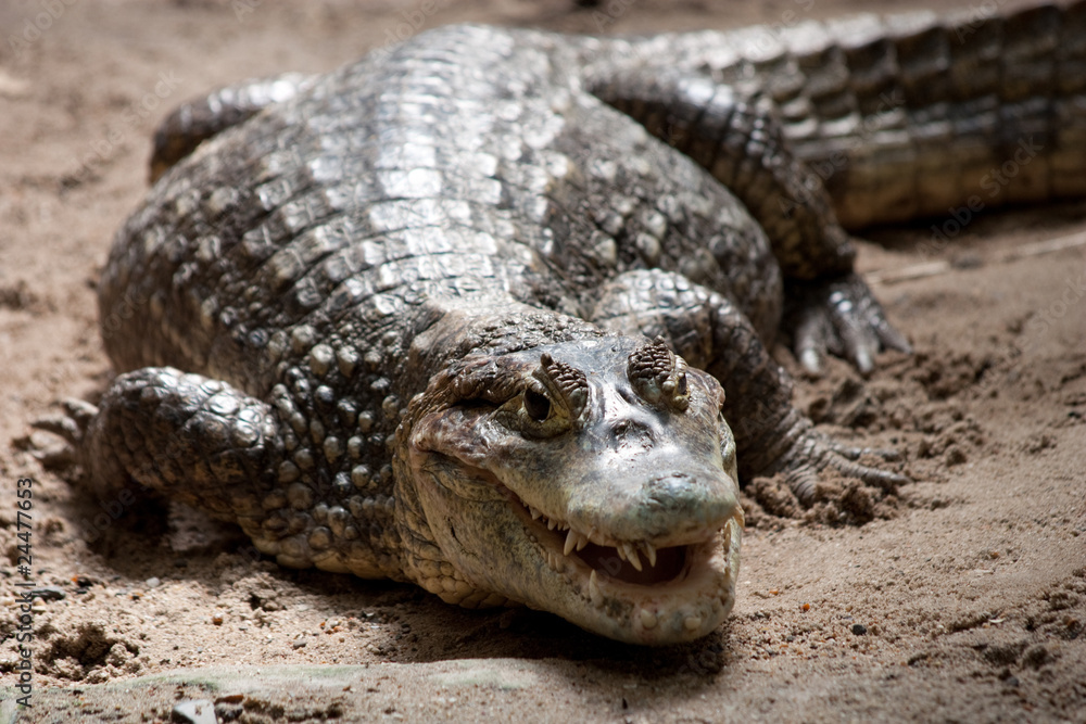 Fototapeta premium Crocodylidae