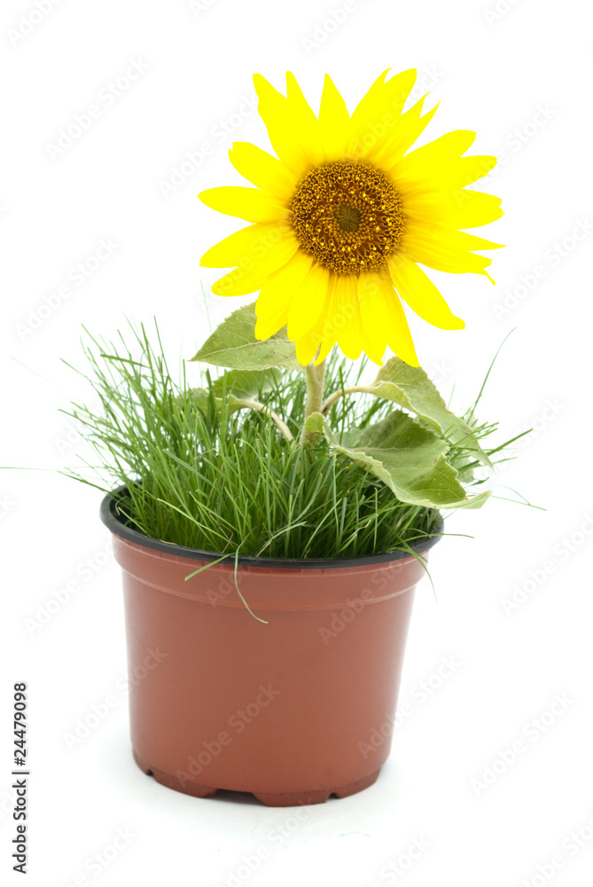 Obraz premium sunflower