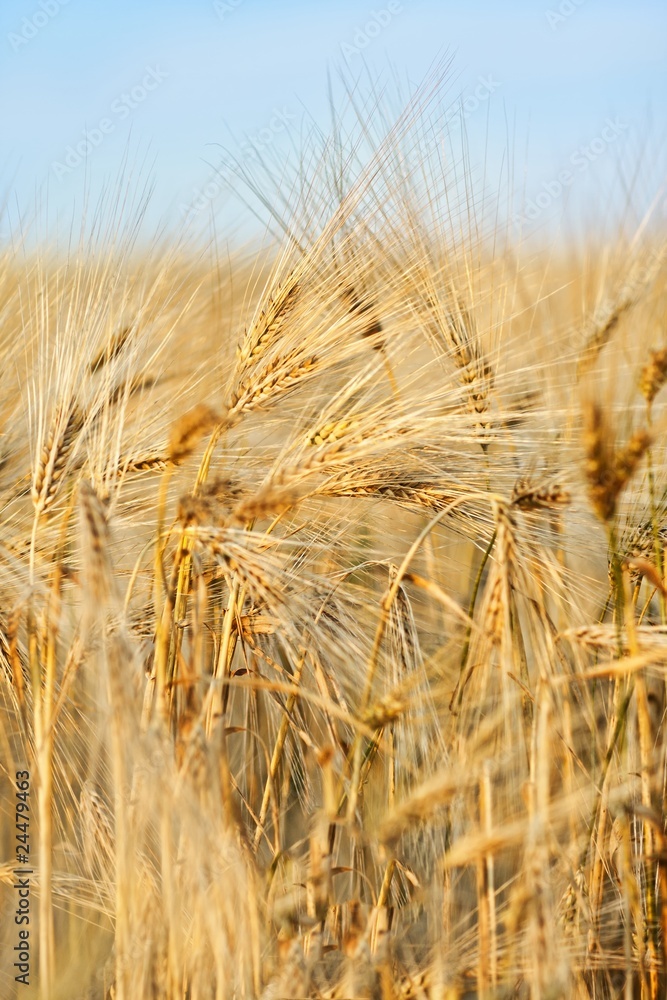 Naklejka premium Wheet