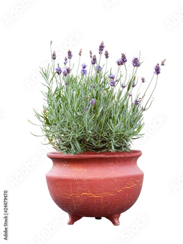 Fresh lavender in terracotta pot