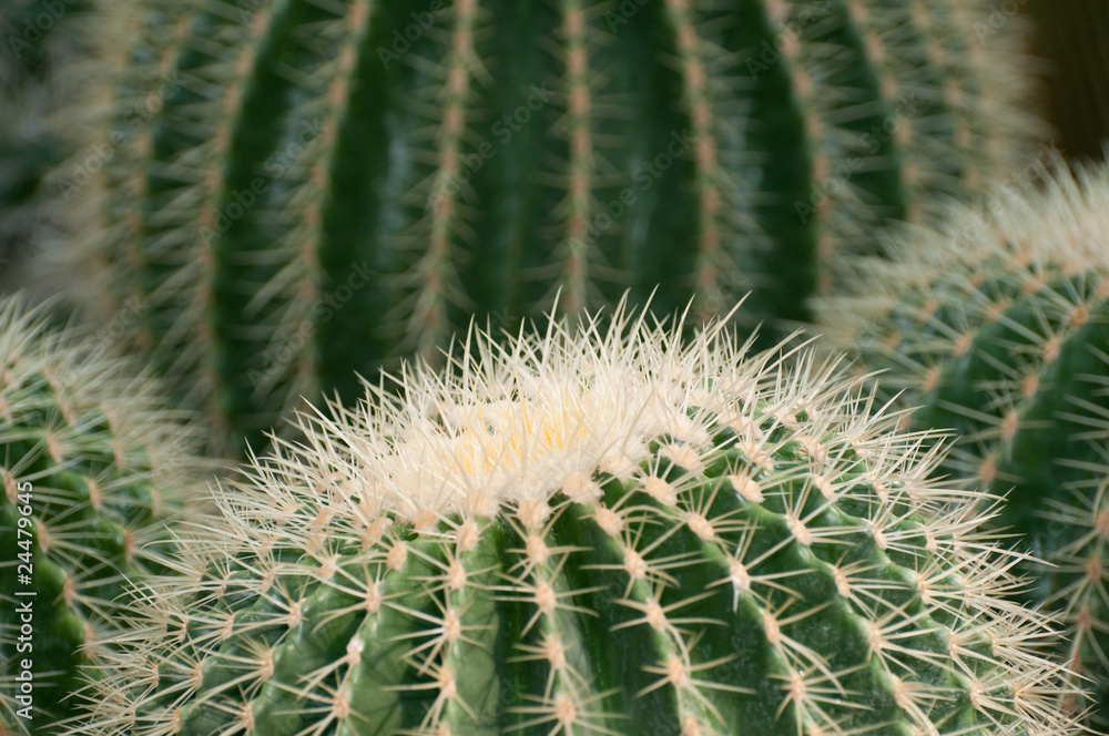 Cactus on desert Cactus on desert