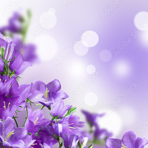 campanulas