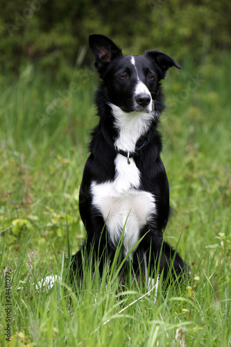 Border-Collie-Mischling