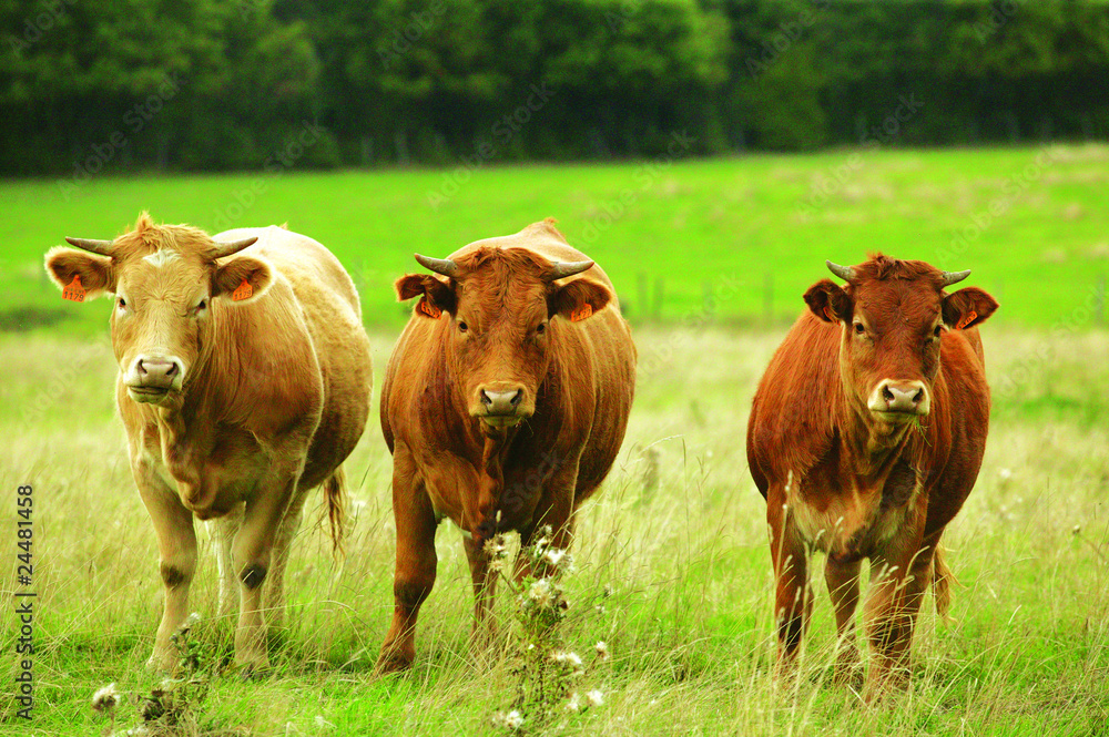 Fototapeta premium trois vaches dans un pré vert