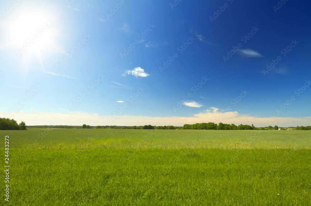 Fototapeta premium spring landscape