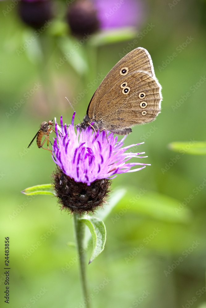 Obraz premium ringlet butterfly