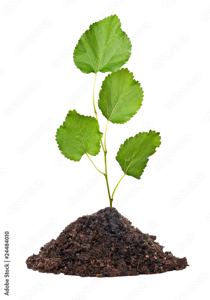 Tree seedling growing from soil Tree seedling growing from soil