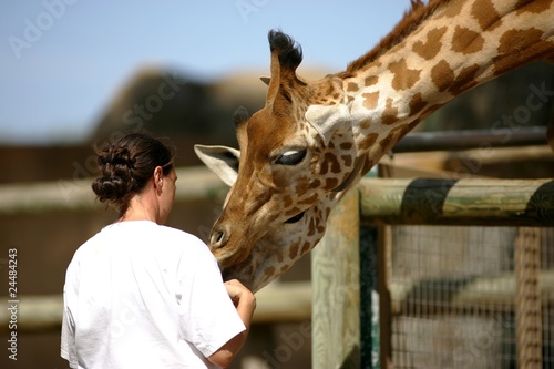 soigneuse de girafes