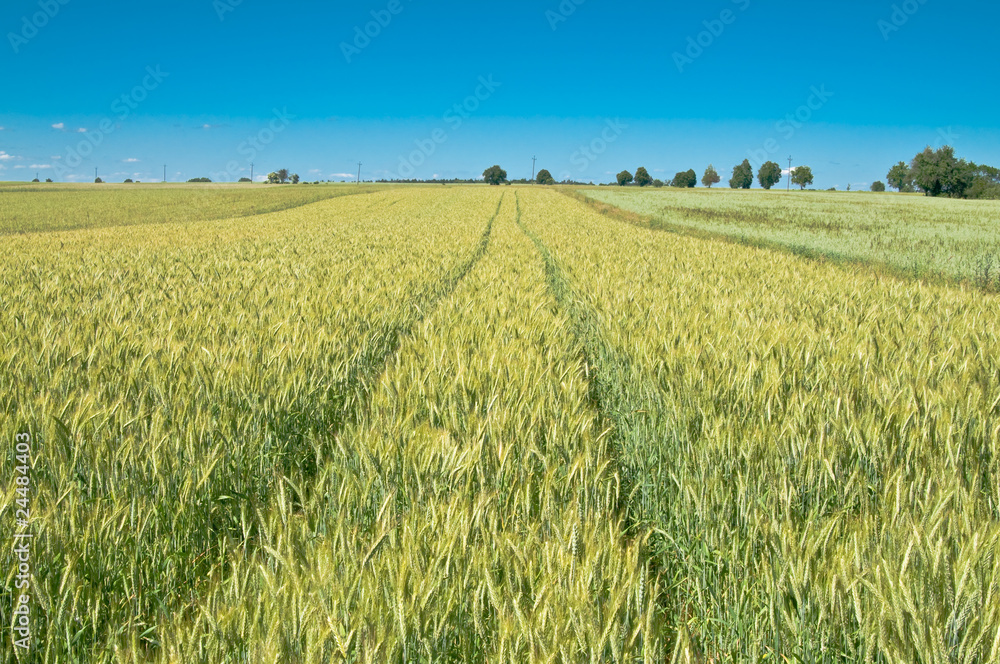 Green wheat field