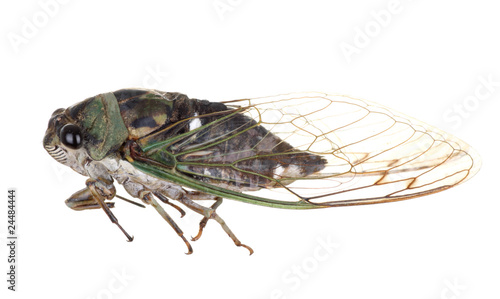 Cicada, Tibicen linnei © chas53