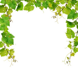 Fresh grapevine border on white background