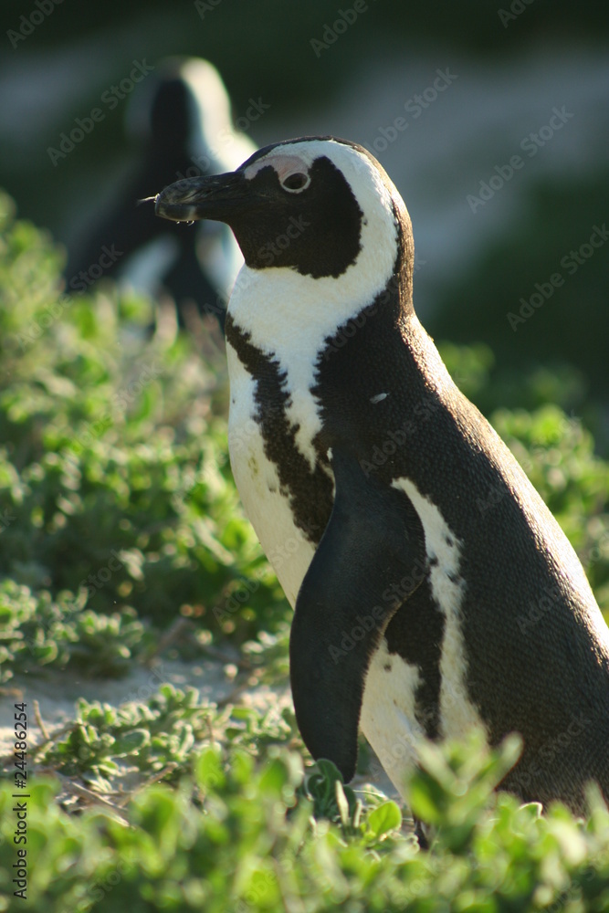 Obraz premium South Africa