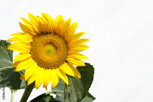 Sunflower on white backgound