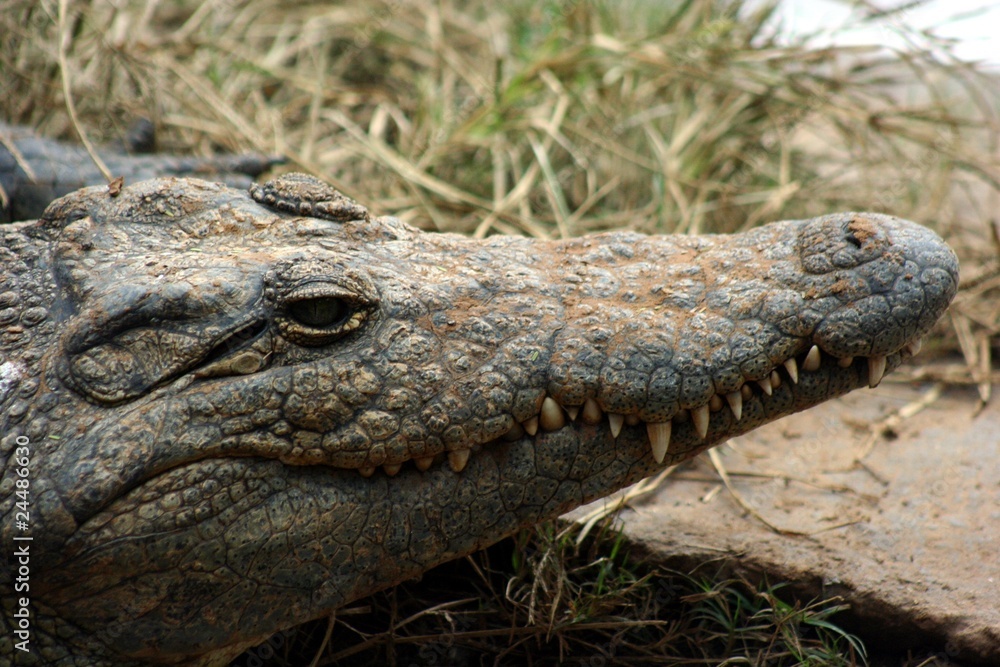 Fototapeta premium South Africa