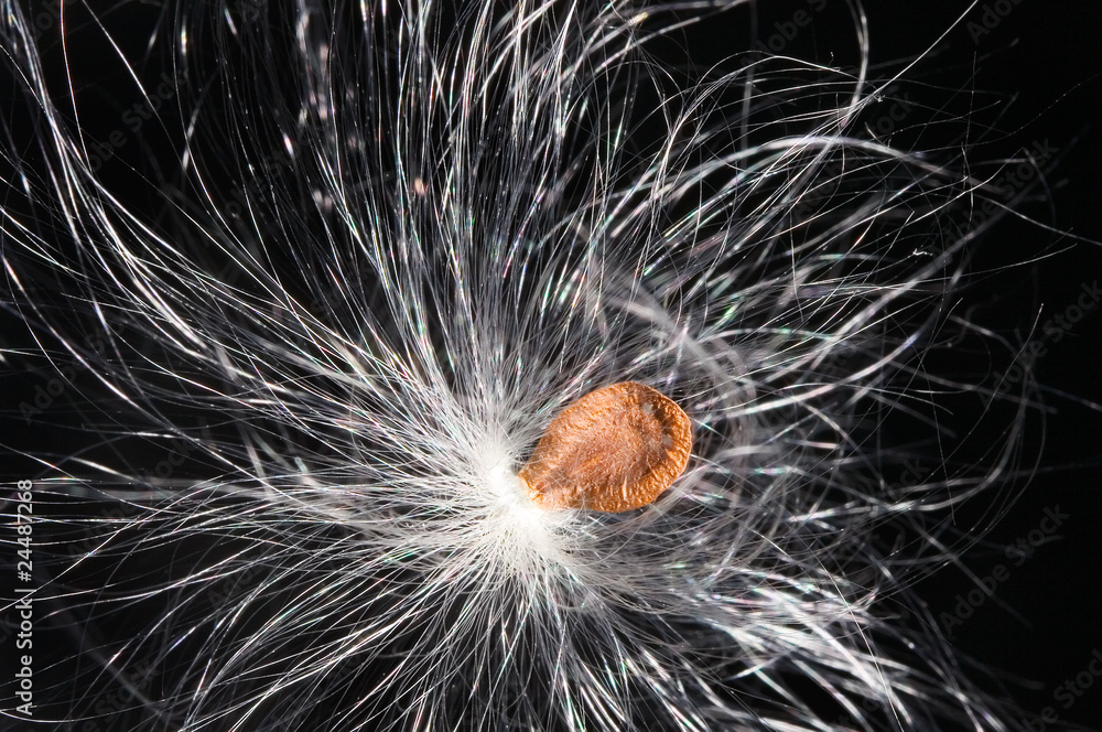Dandelion fluffy seed on black macro view
