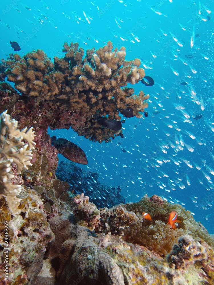 Obraz premium 夏の水中風景