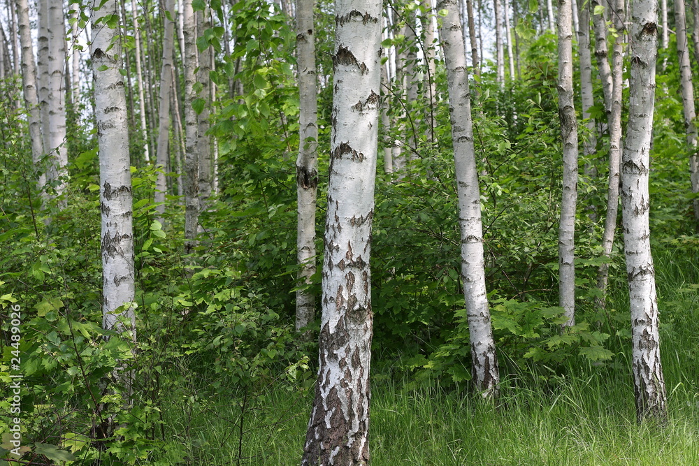 Obraz premium las brzozowy