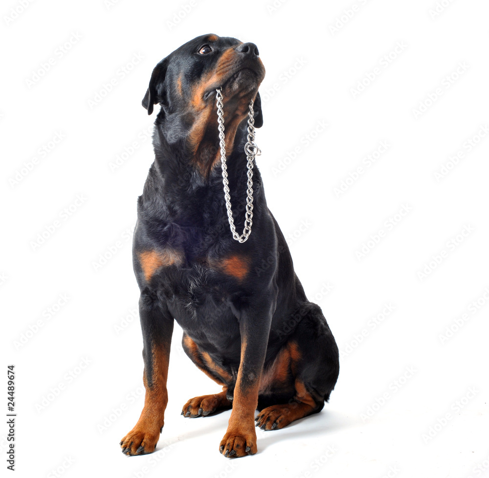 Obraz premium rottweiler et son collier