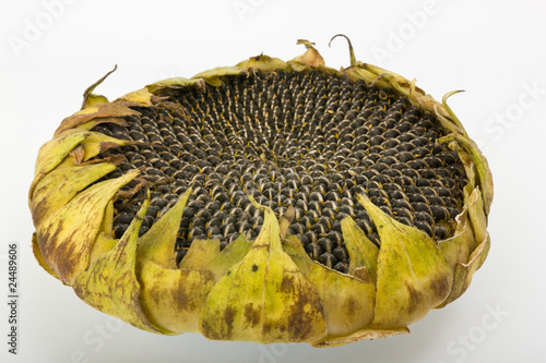 Sonnenblume getrockneter Kopf