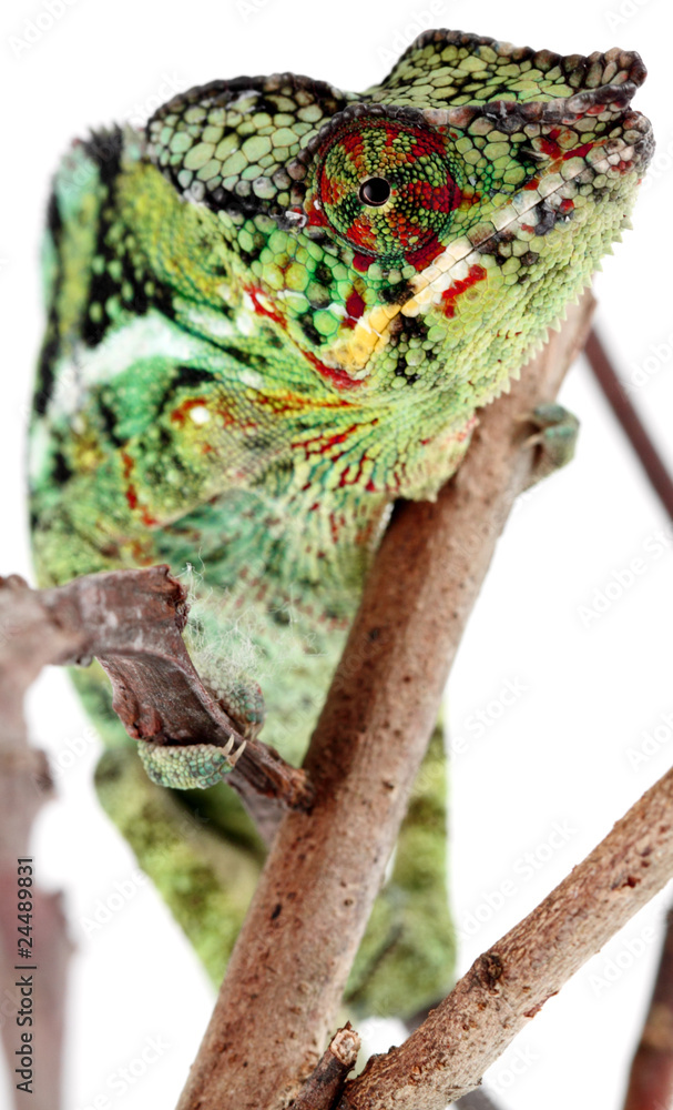 Fototapeta premium caméléon de la Réunion, chamaeleo pardalis, fond blanc