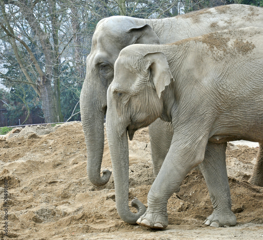 Fototapeta premium Two elephants