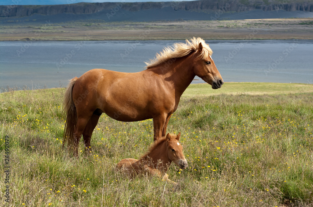 Obraz premium Icelandic horse and foal