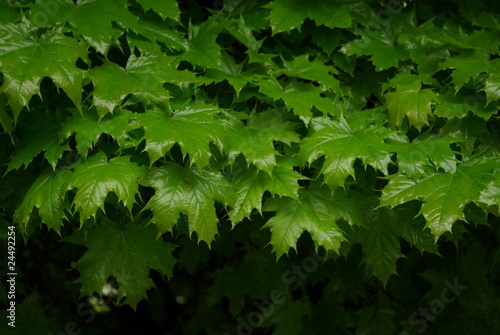 Zielone liście