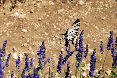 Papilio machaon photo