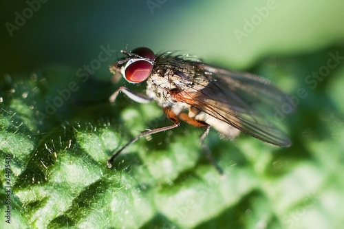domestic fly macro © yampi
