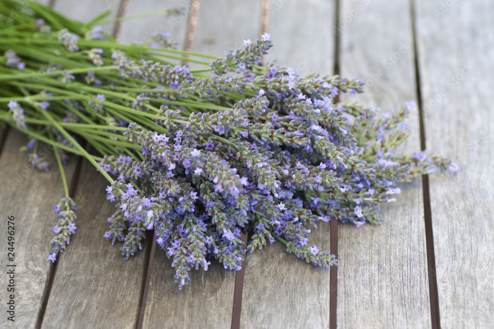 Fototapeta premium Lavender